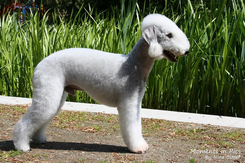 2010-05-23 Airis Blue Volshebny Svet (1)_1500x1000.jpg